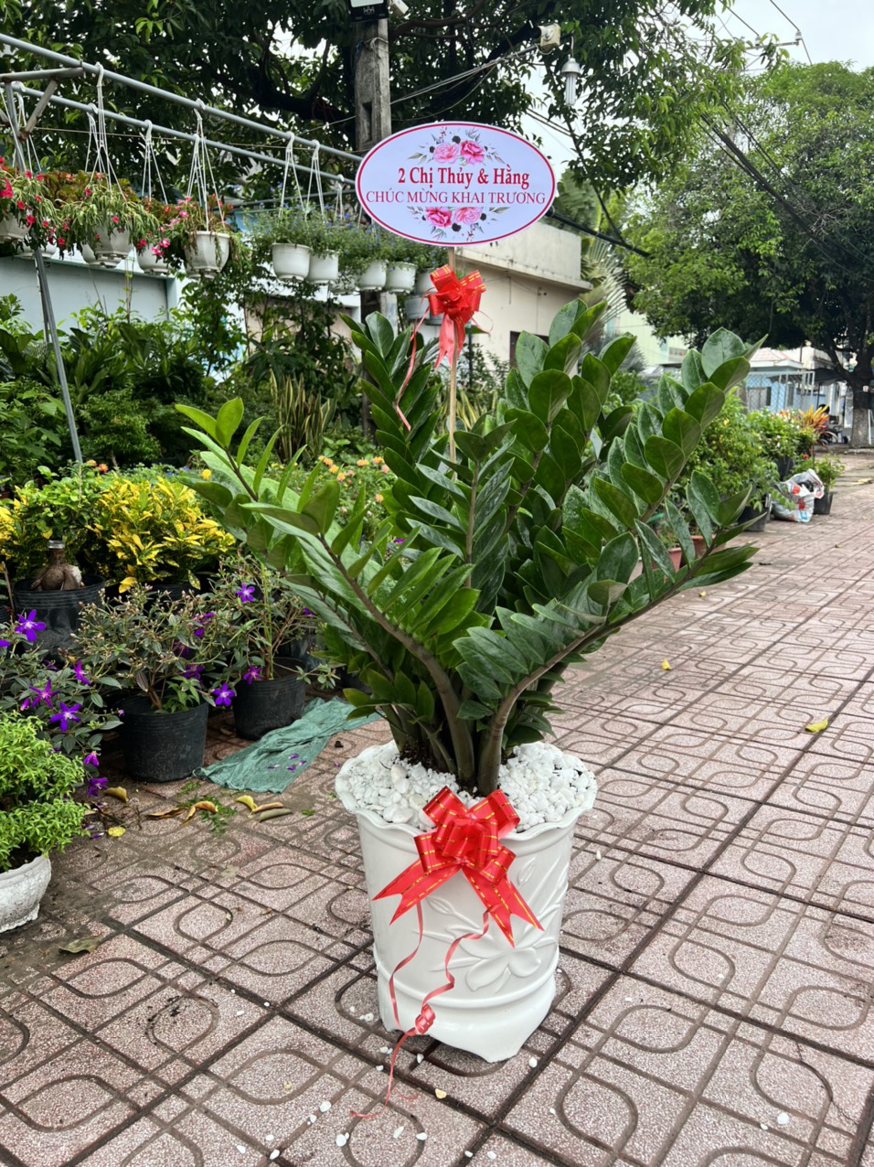 Cây Cảnh Dĩ An chuyên cung cấp các loại hoa cây cảnh với giá tốt !!!