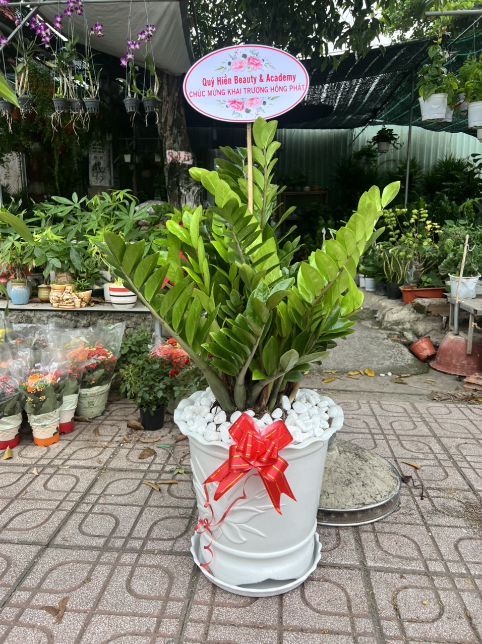 Cây Cảnh Dĩ An chuyên cung cấp các loại hoa cây cảnh với giá tốt !!!