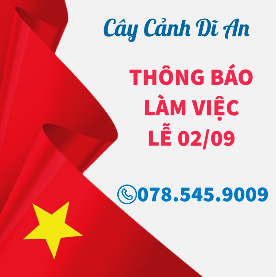 Cây Cảnh Dĩ An chuyên cung cấp các loại hoa cây cảnh với giá tốt !!!