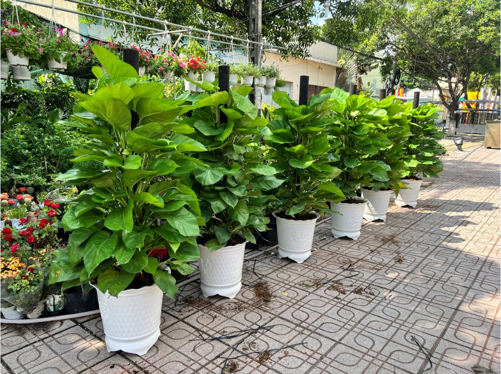 Cây Cảnh Dĩ An chuyên cung cấp các loại hoa cây cảnh với giá tốt !!!