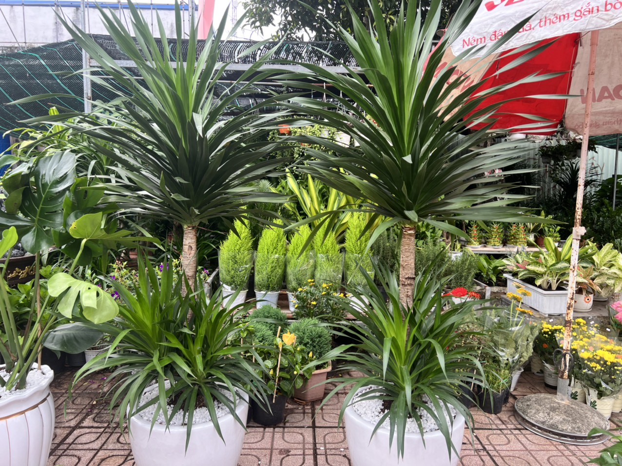Cây Cảnh Dĩ An chuyên cung cấp các loại hoa cây cảnh với giá tốt !!!