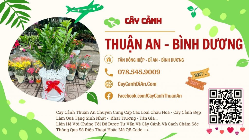 Cây Cảnh Thuận An Bình Dương Chuyên Cây Cảnh Đẹp